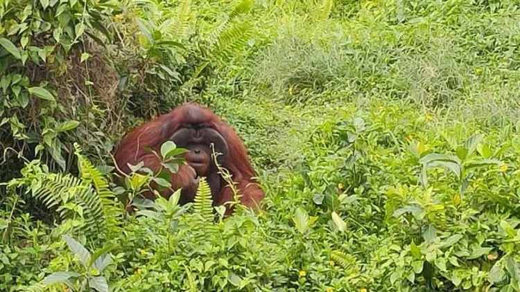 Berpetualang ke “Sekolah” Orangutan di Sudut Kalimantan Timur
