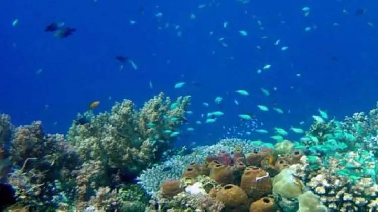 IUCN: Kandungan Oksigen di Laut Makin Tipis