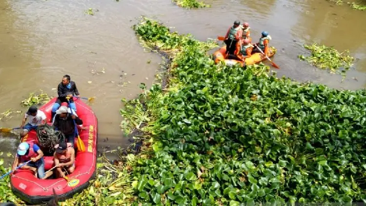 Di Garut Eceng Gondok Disulap Jadi Pakan Ternak dan Kerajinan