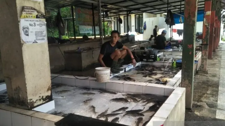 Petani Ikan Lele Cianjur Kesulitan Penuhi Pesanan Pedagang