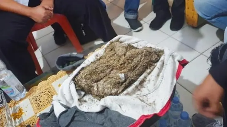 Bea Cukai Ungkap Ganja Sampai ke Kolaka