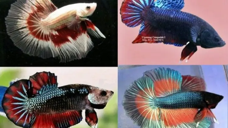 KKP Transfer Teknologi Pengembangbiakan Ikan Cupang Alam