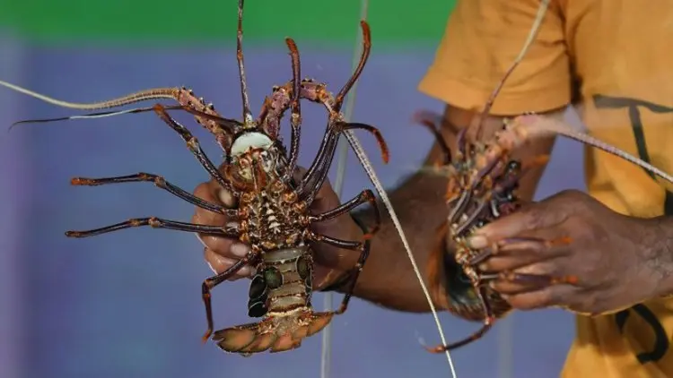 Menteri Edhy: Lumrah Kebijakan Terkait Benih Lobster Hadapi Tantangan