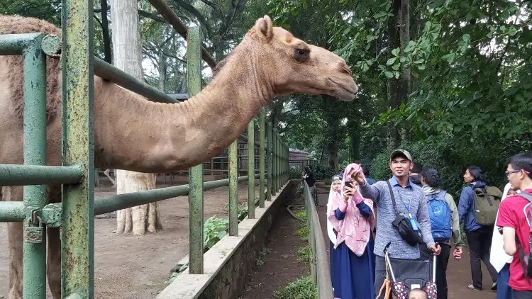 Nataru, Bandung Zoo Siapkan Atraksi 'The Hunter'