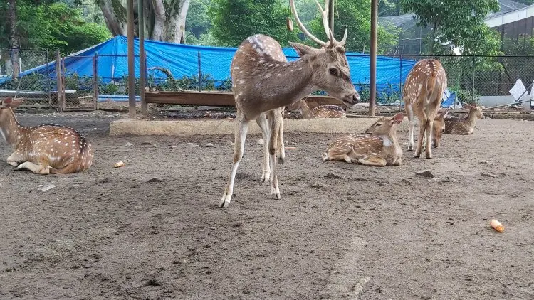 Bandung Zoo Targekan 14.500 Wisatawan Saat Libur Nataru