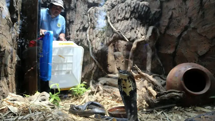 Bandung Zoo Berikan Edukasi Penanganan Ular Kobra