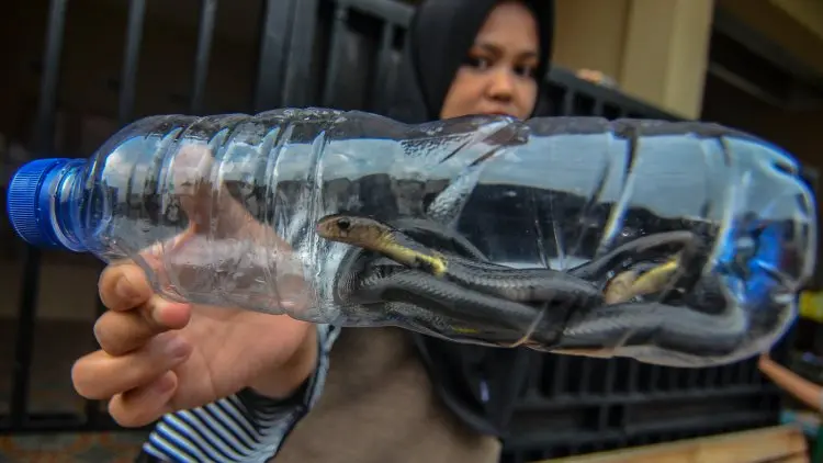 Ular Kobra Mengintai, Dinkes Jabar Lakukan Ini