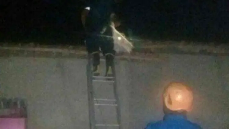 Bekasi Waspadai Sengatan Tawon Ndas