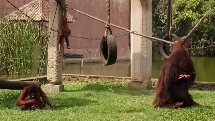 Bayi Orang Utan Kaliimantan dan Singa Afrika Lahir di Taman Satwa Cikembulan Garut