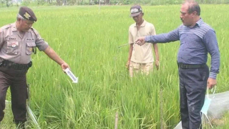 Petani Tuban Tewas Kesetrum Jebakan Tikus di Sawah