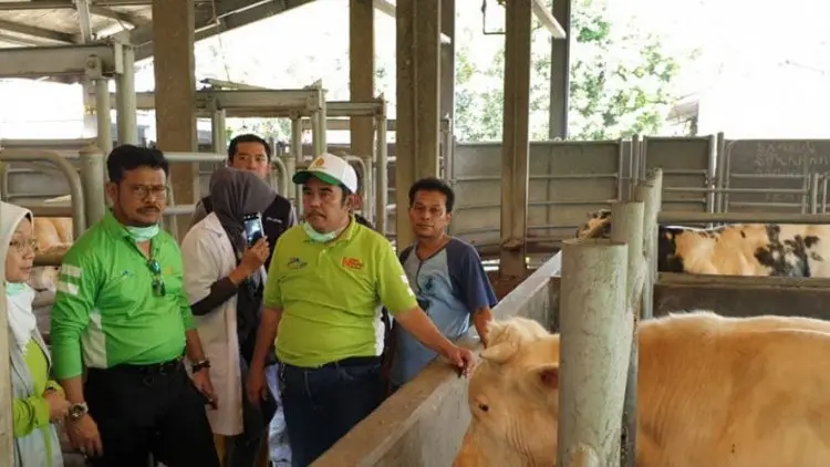 Mentan Syahrul Petakan Pengembangan Sapi Ternak Sesuai Kondisi Daerah
