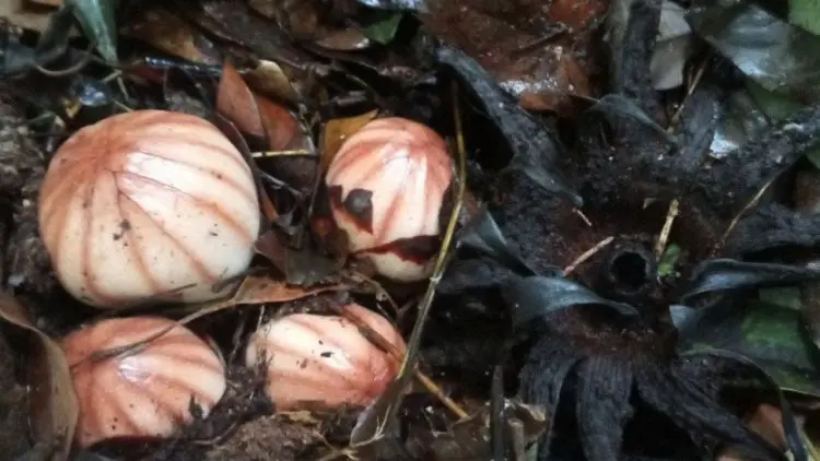 BKSDA Agam Temukan Bunga Langka Rhizanthes di Kawasan Danau Maninjau