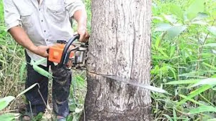 Warga Diimbau Tidak Menebang Pohon Sembarangan