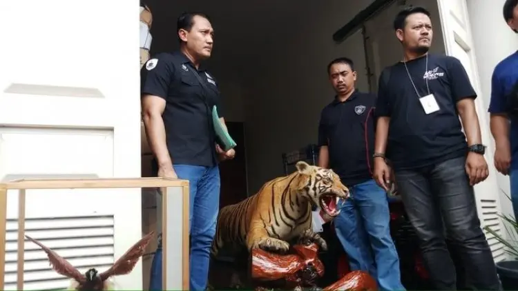 Polisi Sita Satwa yang Diawetkan dari Rumah Pengemudi Lamborghini