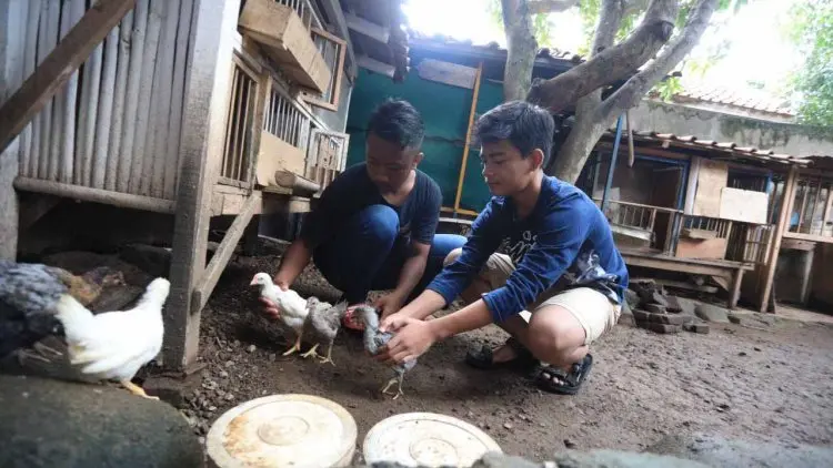 Secuil Kisah Tentang Pelihara Anak Ayam di Kota Bandung