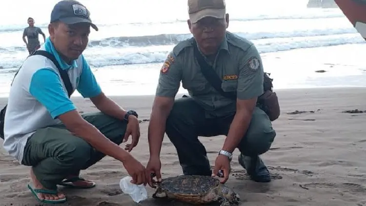 Duh, Penyu Mati Terjerat Alat Pancing di Pangandaran