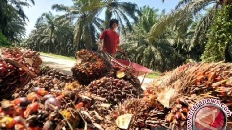 Harga CPO di Jambi Naik Rp76 per Kilogram