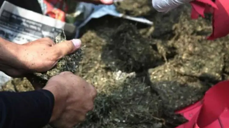 Dua Karung Ganja Tahun Baru Diamankan di Ciseeng