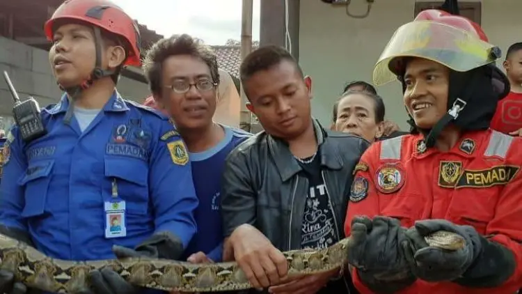 Damkar Siaga Bencana,  Bersihkan Lumpur hingga Tangkap Hewan Buas