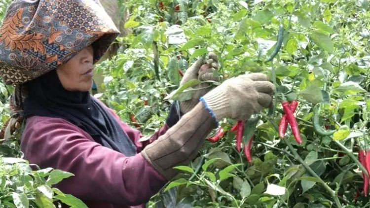 Garut Pasok 1.500 Ton Cabai dan Bawang Merah untuk Jabotabek