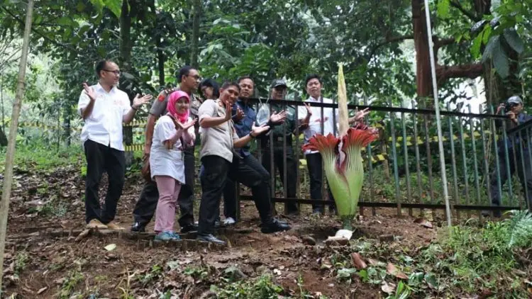 Mekarnya Bunga Bangkai Disaksikan Wali Kota Bogor