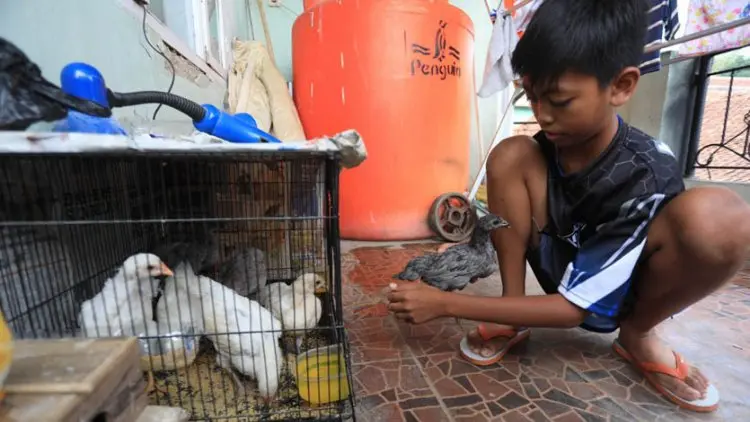 Siswa Pelihara Anak Ayam Mulai Tunjukan Hasil