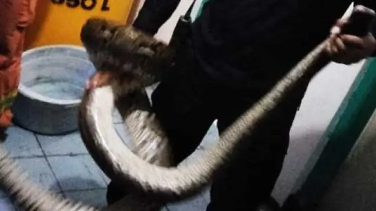 Geger Ular Piton Empat Meter di Bak Mandi