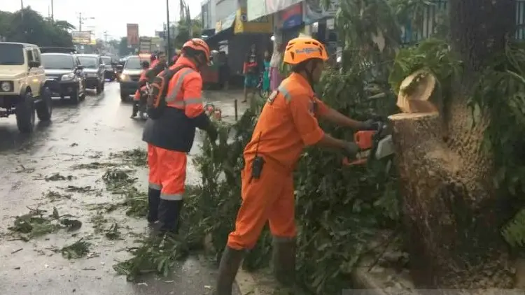 Waspada Pohon Tumbang di Tasikmalaya!