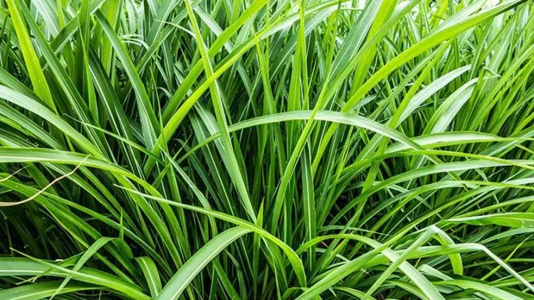 Peneliti: Tanaman Vetiver Dapat Menahan Longsor dalam Jangka Pendek