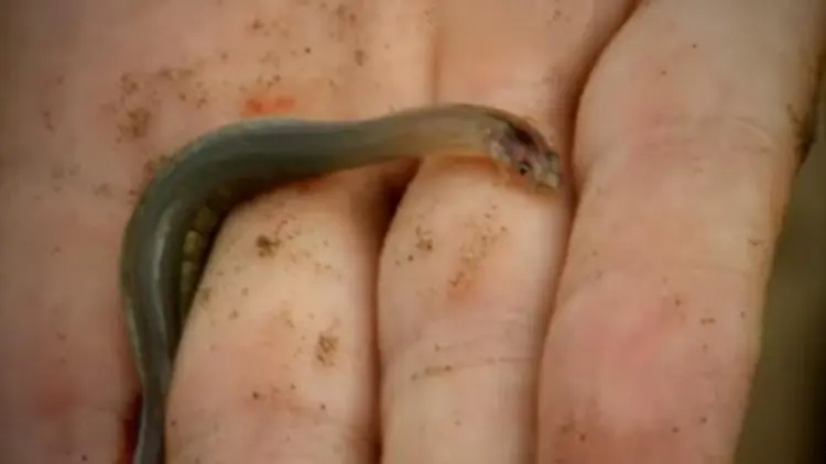 Pria Wajib Waspada, Ikan Kecil Ini Paling Senang Gerogoti Penis