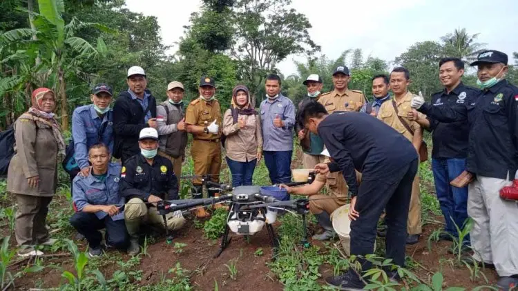 Di Garut, Ulat Grayak Merebak Serang Tanaman Jagung