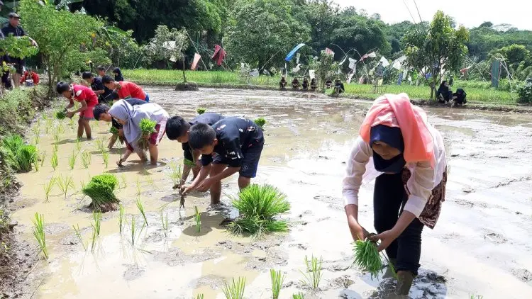 Cegah Stunting, Sekolah di Purwakarta Diminta Tanam Padi Nutri Zinc