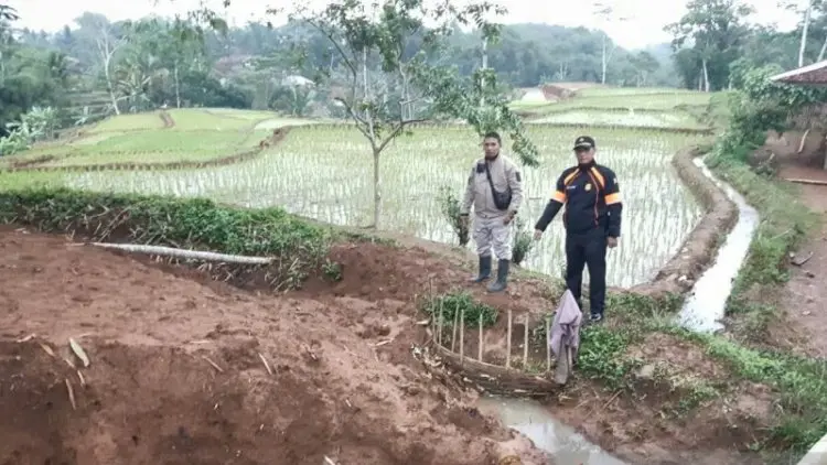 Satu Hekare Sawah di Cianjur Gagal Panen Akibat Pergerakan Tanah