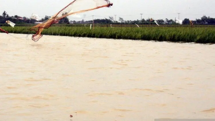 Sawah Terendam Banjir, Pemkab Karawang Minta Bantuan Kementan