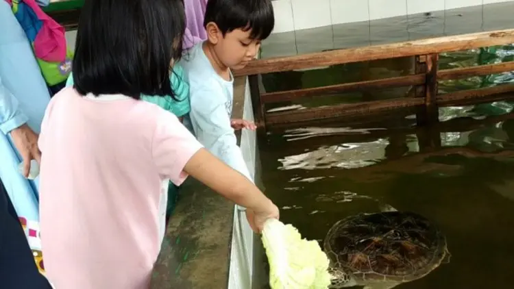 Penangkaran Penyu di Sukabumi Jadi Tujuan Wisata Edukasi