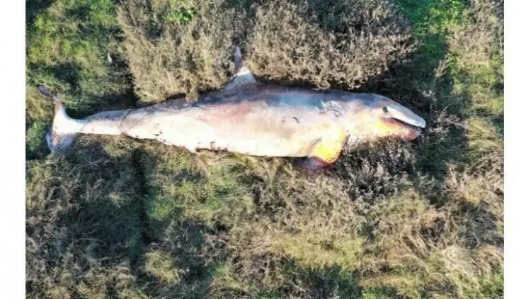 Kasus Langka, Ilmuan Selidiki Paus Pembunuh yang Mati di Rawa