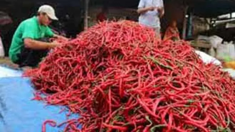 Di Purwakarta Harga Cabai Menggila, Diskoperindag Sebut Masih Batas Wajar