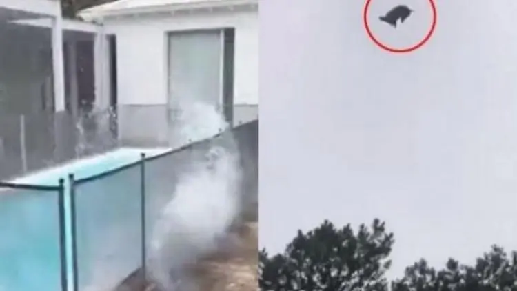 Ketiban Sial, Kolam Renang Dijatuhi Babi Mati dari Helikopter