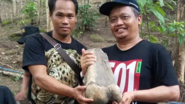 Dikira Batu Akik, Ternyata Fosil Gajah 1,5 Juta Tahun