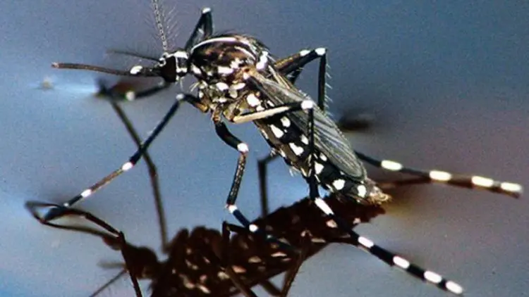 Waspada, Seluruh Kecamatan di Purwakarta Endemik DBD