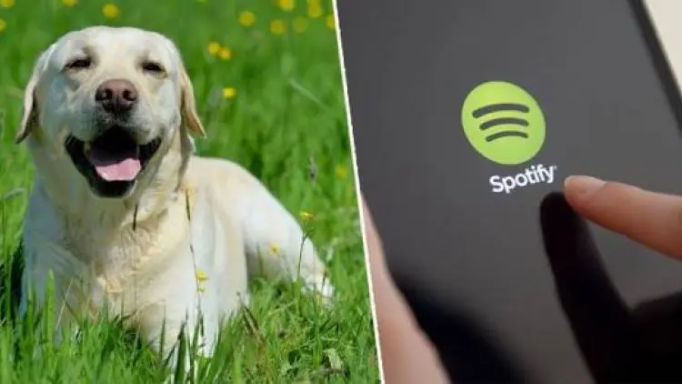 Spotify Punya Daftar Lagu untuk Anjing Peliharaan