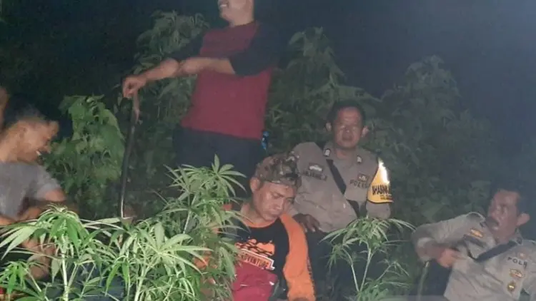 Ada Ganja di Lahan BKSDA Garut, Ini Kata Polisi