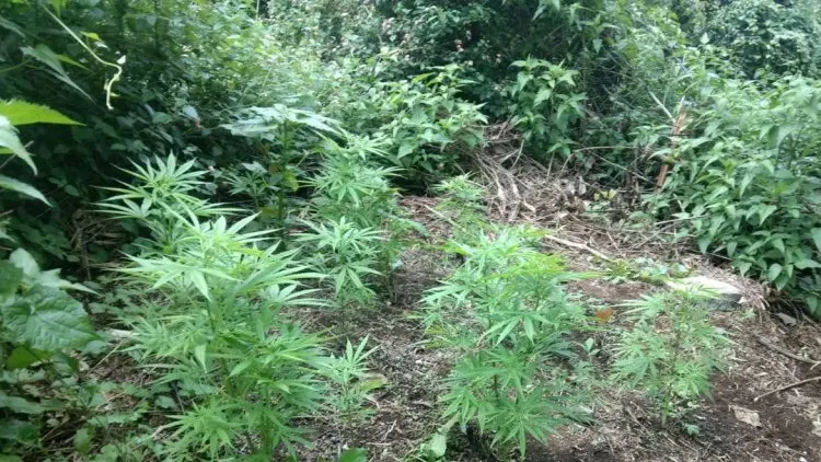 Ditemukan Puluhan Pohon Ganja di Gunung Guntur