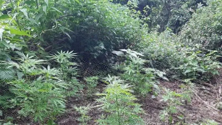 Polisi Cari Penanam Ganja di Lahan BKSDA Gunung Guntur Garut