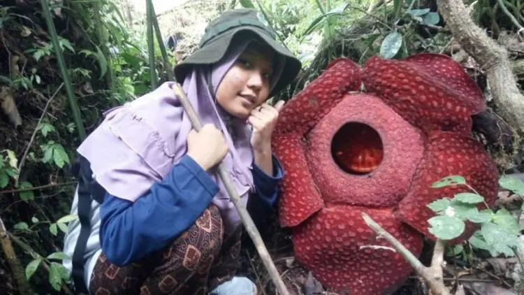 Dua Bunga Rafflesia Arnoldii Mekar di Hutan Danau Maninjau