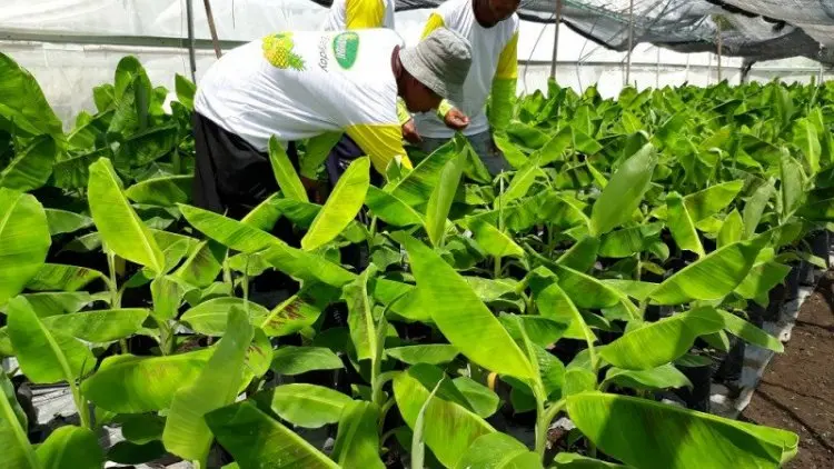 Pemerintah Perluas Pengembangan Produk Hortikultura untuk Ekspor
