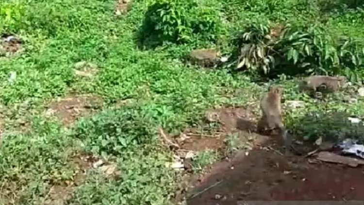 Waduh, Kawanan Monyet Serbu Rumah dan Lahan Warga di Kuningan