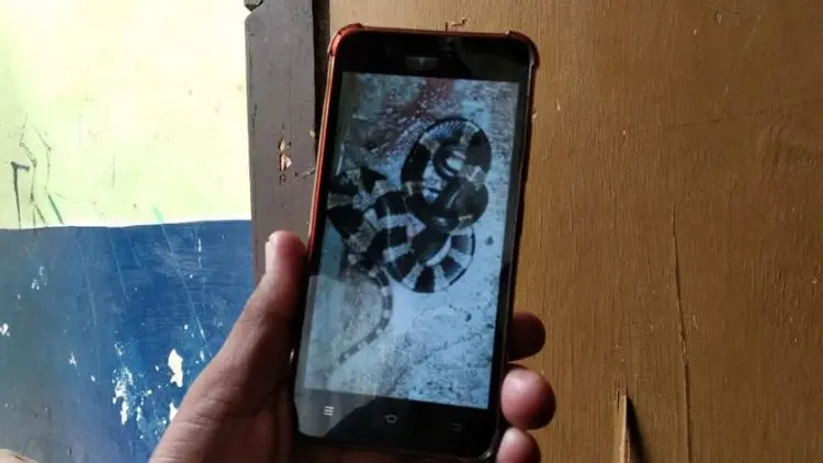 Begini Cerita Diah Setelah Putranya Tewas Dipatuk Ular Weling