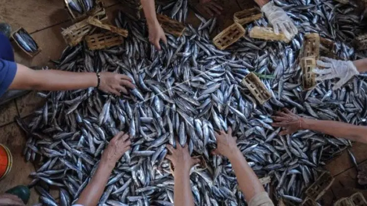 Akademisi: Hari Gizi Momentum Tingkatkan Kampanye Gemar Makan Ikan