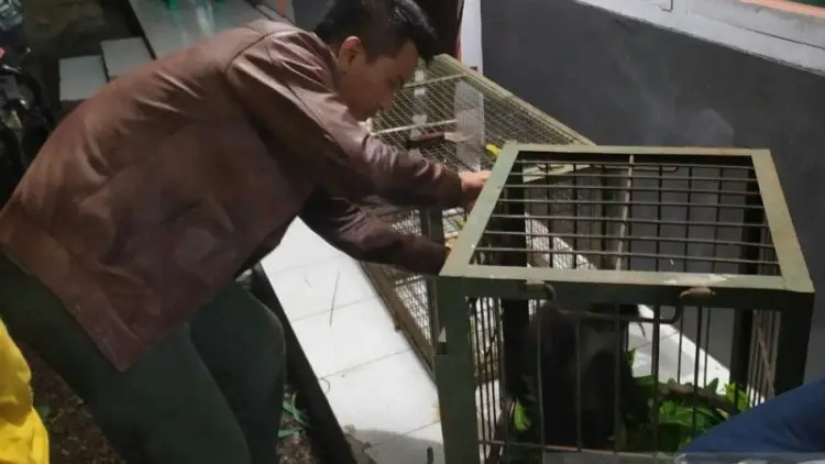 Di Bandung, Surili Ini Akan Jalani Rehabiliasi